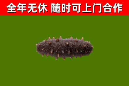 合阳县烟酒回收干海参.jpg